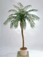 Искусственное растение Финиковая пальма Де Люкс h270 купить в интернте магазине 100kashpo.by в  #REGION_NAME_DECLINE_PP# 