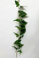 Искусственное растение Лиана Сингониум ампельная h120 купить в интернте магазине 100kashpo.by в  #REGION_NAME_DECLINE_PP# 