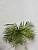 Искусственное растение Пальма Арека кустовая h53 купить в интернте магазине 100kashpo.by в  #REGION_NAME_DECLINE_PP# 