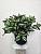 Искусственное растение Традесканция Камила h40 бело-зеленая купить в интернте магазине 100kashpo.by в  #REGION_NAME_DECLINE_PP# 