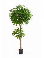 Искусственное растение Пахира на стволе h180 купить в интернте магазине 100kashpo.by в  #REGION_NAME_DECLINE_PP# 