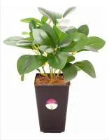 Искусственное растение Фикус Апи Смол h30 купить в интернте магазине 100kashpo.by в  #REGION_NAME_DECLINE_PP# 