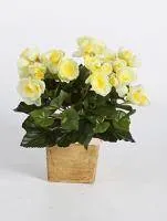 Искусственное растение Бегония желтая h20 купить в интернте магазине 100kashpo.by в  #REGION_NAME_DECLINE_PP# 
