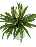 Искусственное растение Папоротник Асплениум d60 купить в интернте магазине 100kashpo.by в  #REGION_NAME_DECLINE_PP# 