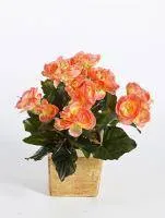 Искусственное растение Бегония персиковая h20 купить в интернте магазине 100kashpo.by в  #REGION_NAME_DECLINE_PP# 
