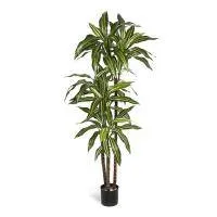 Искусственное растение Драцена Джанет Крейг бело-зеленая h125 купить в интернте магазине 100kashpo.by в  #REGION_NAME_DECLINE_PP# 