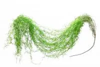 Искусственное растение Тилландсия уснеевидная зеленый h160 купить в интернте магазине 100kashpo.by в  #REGION_NAME_DECLINE_PP# 
