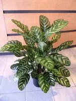 Искусственное растение Калатея зебрина h75 купить в интернте магазине 100kashpo.by в  #REGION_NAME_DECLINE_PP# 