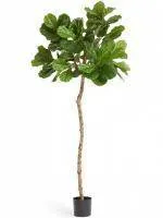 Искусственное растение Фикус Лирата M-Style на штамбе h180 купить в интернте магазине 100kashpo.by в  #REGION_NAME_DECLINE_PP# 