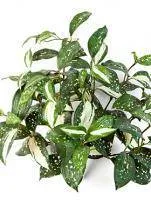 Искусственное растение Кордилина куст d30 купить в интернте магазине 100kashpo.by в  #REGION_NAME_DECLINE_PP# 