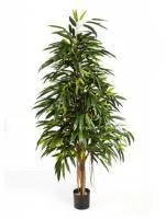 Искусственное растение Лонгифолия Роял h150 купить в интернте магазине 100kashpo.by в  #REGION_NAME_DECLINE_PP# 