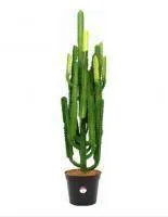 Искусственное растение Кактус Касл h90 купить в интернте магазине 100kashpo.by в  #REGION_NAME_DECLINE_PP# 