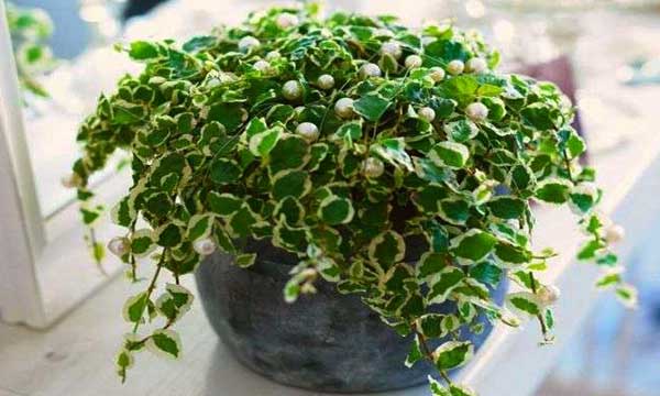 Эластик фикус Эластик фикус
