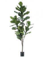 Искусственное растение Фикус Лирата h150 купить в интернте магазине 100kashpo.by в  #REGION_NAME_DECLINE_PP# 