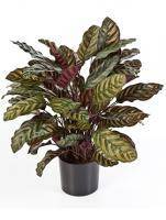 Искусственное растение Калатея Розеопикта h80 купить в интернте магазине 100kashpo.by в  #REGION_NAME_DECLINE_PP# 