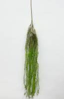 Искусственное растение Аспарагус ампельный двухцветный h140 купить в интернте магазине 100kashpo.by в  #REGION_NAME_DECLINE_PP# 