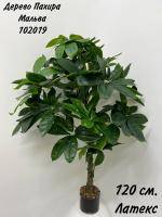 Искусственное растение Пахира Мальва h120 купить в интернте магазине 100kashpo.by в  #REGION_NAME_DECLINE_PP# 