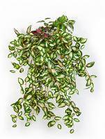 Искусственное растение Мини-хойя h50 купить в интернте магазине 100kashpo.by в  #REGION_NAME_DECLINE_PP# 