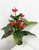 Искусственное растение Антуриум красный h95 купить в интернте магазине 100kashpo.by в  #REGION_NAME_DECLINE_PP# 
