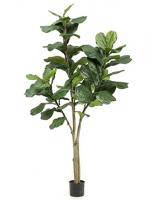 Искусственное растение Фикус Лирата h180 купить в интернте магазине 100kashpo.by в  #REGION_NAME_DECLINE_PP# 