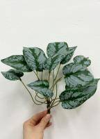 Искусственное растение Аглаонема искусственная Сильвер h30 купить в интернте магазине 100kashpo.by в  #REGION_NAME_DECLINE_PP# 