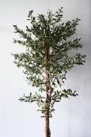 Искусственное растение Олива h180 купить в интернте магазине 100kashpo.by в  #REGION_NAME_DECLINE_PP# 