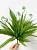 Искусственное растение Папоротник с усиками h35 купить в интернте магазине 100kashpo.by в  #REGION_NAME_DECLINE_PP# 