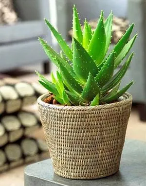 aloe