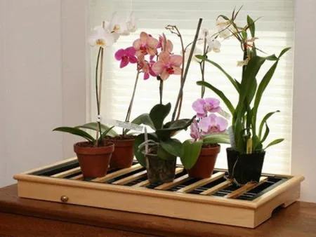Орхидеи. Как ухаживать за орхидеями