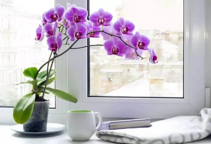 Лучший грунт для комнатной орхидеи — необходимый состав почвы и требования