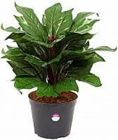 Искусственное растение Диффенбахия Маракай h50 купить в интернте магазине 100kashpo.by в  #REGION_NAME_DECLINE_PP# 