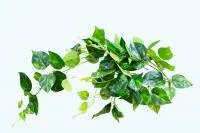 Искусственное растение Лиана Эпипремнум зеленый h94 купить в интернте магазине 100kashpo.by в  #REGION_NAME_DECLINE_PP# 