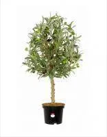 Искусственное растение Олива Кантара h80 купить в интернте магазине 100kashpo.by в  #REGION_NAME_DECLINE_PP# 