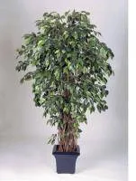 Искусственное растение Фикус Лиана Де Люкс h210 купить в интернте магазине 100kashpo.by в  #REGION_NAME_DECLINE_PP# 