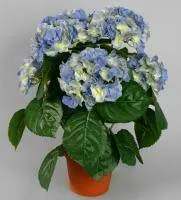 Искусственное растение Гортензия куст голубой h40 купить в интернте магазине 100kashpo.by в  #REGION_NAME_DECLINE_PP# 